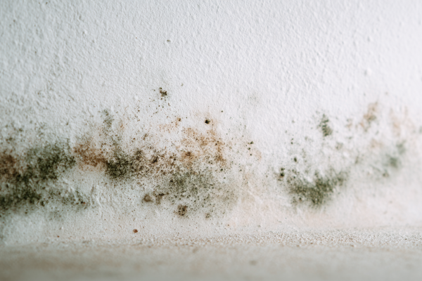 qwwrty5251_Close-up_of_a_damp_mold-infested_wall_inside_a_res_d36ce045-8f4f-40db-835f-cc74ea3ecebf_0(1)